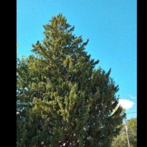 SCENTED Peppermint & eucalyptus Pinecones from our yard 12+ in a gallon bag